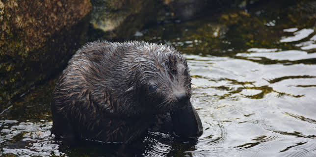 11:00: Seehund, Puma & Co | BR Fernsehen | 1/27 2026