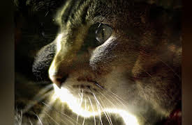 Weird Wonders of the World, Season 1: Episode 4