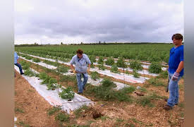 Pitchin' In: Tomatoes