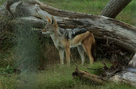 Cheetah Diaries: Full House