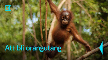 19:10: Att bli orangutang | Kunskapskanalen | 7/17 2026