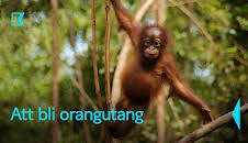 Att bli orangutang