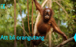 Att bli orangutang