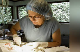 Going Ape: Crisis in the Treetops