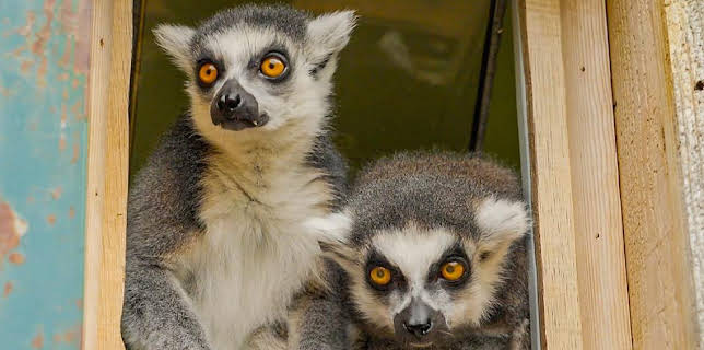 10:05 AM: One Zoo Three (S5) | CBBC | 11/11 2025