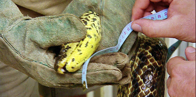 14:25: Elefant, Tiger & Co. (217/377) | MDR Fernsehen | 12/16 2025