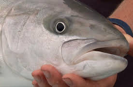 Gone Fishin S4: Simpsons Rock and the Mokohinau Islands