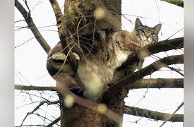 Treetop Cat Rescue, Season 1: Cat Scratch Fever