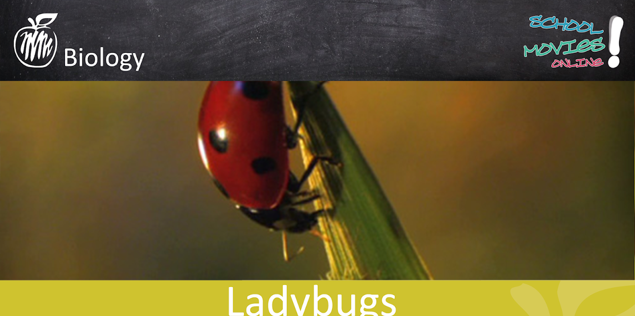 Ladybugs and their predator-prey relationship with the aphid - School Movie on Biology