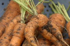 Grow, Cook, Eat: Carrots