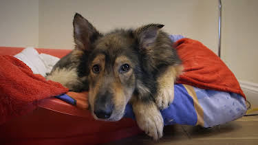 5:00 PM: The Supervet: Noel Fitzpatrick (S3 E10) (S3) | W | 4/13 2026