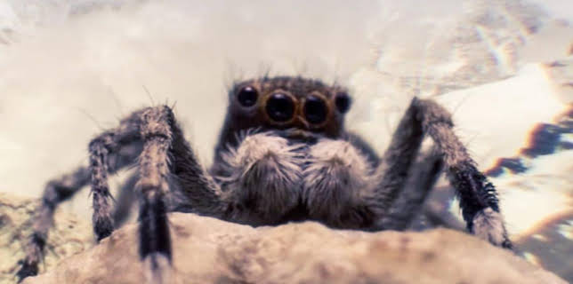 2:10 AM: Wild China | BBC Four | 2/4 2026