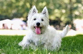 Breed All About It: West Highland White Terrier