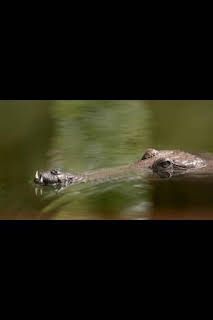 12:05: Superviviente por naturaleza: Humedales salvajes | Nat Geo Wild | 7/14 2026