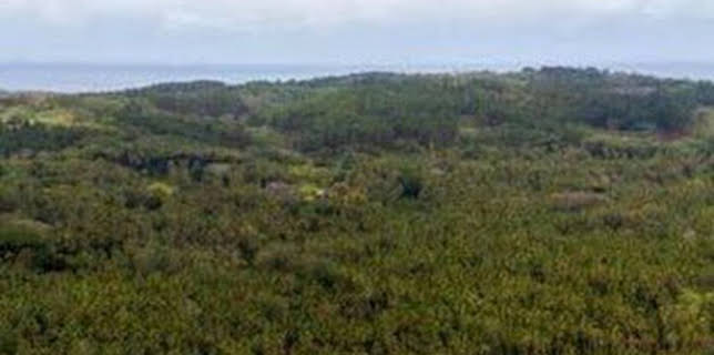 17:07: Ura, Sauver l'oiseau Sacre des Australes | TV5MONDE | 1/11 2026