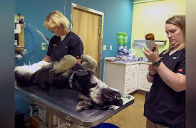 Dr. Dee Alaska Vet Season 1: Springing Into Action