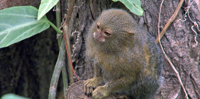 03:20: Elefant, Tiger & Co. (529) | MDR Fernsehen | 2/10 2026