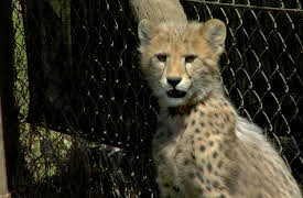 Cheetah Diaries: Raising Hope