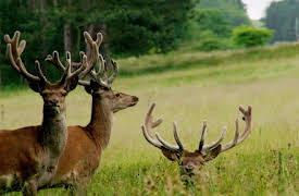 Landscape Artist of the Year: Lyme Park