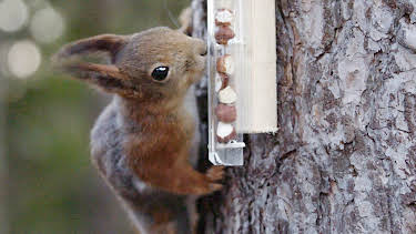 12:20: Ville videoer spesial: Ville videoer spesial 2 | NRK 2 | 3/29 2026