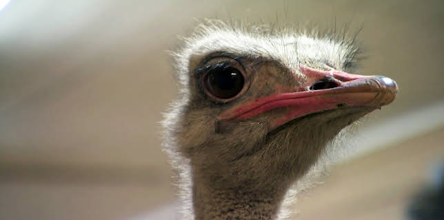 18:00: Dyrepasserne | TV 2 | 11/11 2025