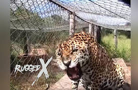 Rugged Expeditions with J Alain Smith: Jaguar Darting & Capture