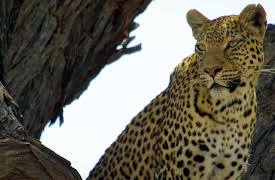 Savage Kingdom: Episode 1