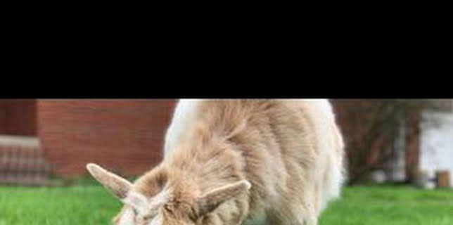 20:25: La increíble granja del Dr. Pol: ¿Estás de broma, ovejita? | Nat Geo Wild | 12/29 2025