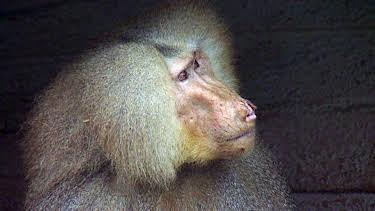 10:35: Elefant, Tiger & Co. (347) | MDR Fernsehen | 3/26 2026