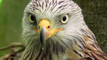 11:50: Abenteuer Wildnis | BR Fernsehen | 4/8 2026