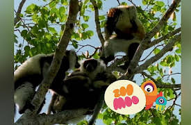 Growing Up: Lemur's Saving Face