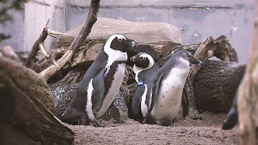 03:20: Elefant, Tiger & Co. | MDR Fernsehen | 4/17 2026