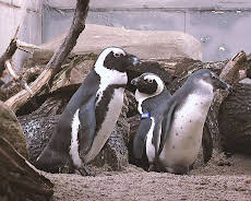 Elefant, Tiger & Co.