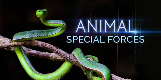 Animal Special Forces