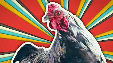 18:35: Dummes Huhn? Keineswegs! | Arte | 5/4 2026