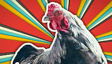 Dummes Huhn? Keineswegs!