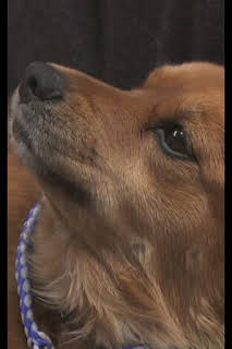 20:45: El increíble doctor Pol: Cachorritos temblorosos | Nat Geo Wild | 3/30 2026