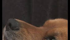 El increíble doctor Pol: Cachorritos temblorosos