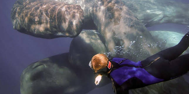 4:15 PM: Oceans | BBC Two | 2/23 2026