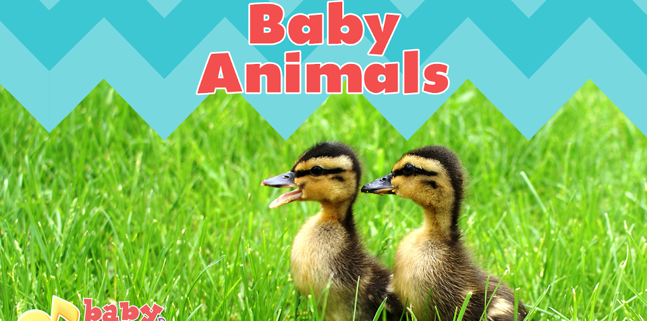 Baby Genius: Baby Animals