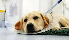 Der Super-Doc - Einsatz für 4 Pfoten