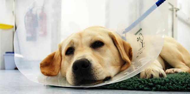 18:25: Der Super-Doc - Einsatz für 4 Pfoten | Sixx | 2/1 2026