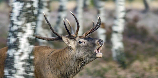 11:50: Abenteuer Wildnis | BR Fernsehen | 2/10 2026