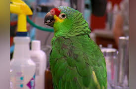 Dr. K's Exotic Animal ER Season 1: Into the Fox Hole