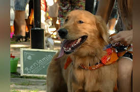 Petchannel Brasil: Ben's Birthday