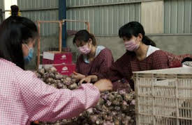 Rotten: Garlic Breath