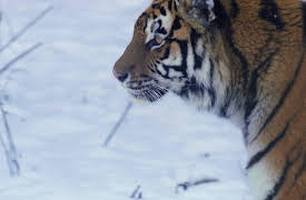 The Secret Lives Of Big Cats: The Secret Lives Of Tigers