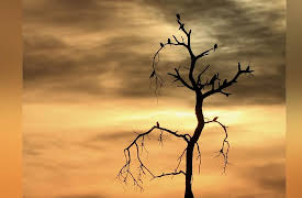 Africa's Wild Wonders: Sunrise and Sunset