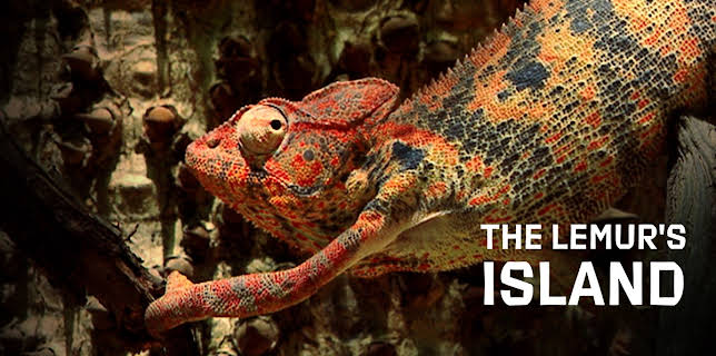 The Lemur's Island (2015)