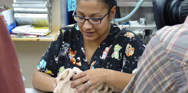 18:00: Dyrlegen i Rocky Mountain (S2 E11) (S2) | Animal Planet | 12/30 2025